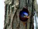 Eastern Bluebird