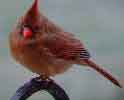 Northern Cardinal (female)