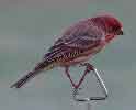 House Finch