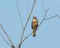 Red-shouldered Hawk