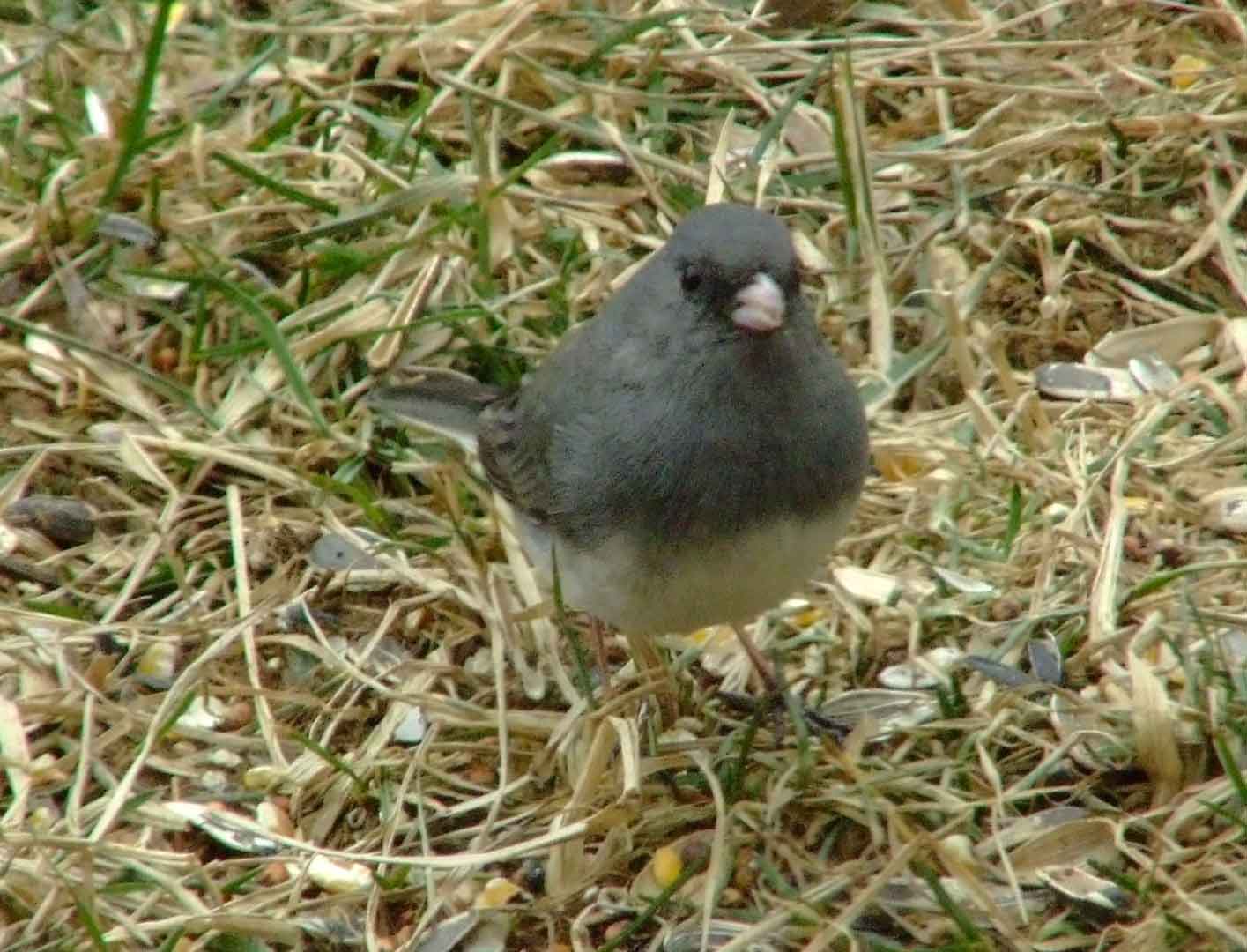 binoculars, bird watching, C&O Canal, camera, Class:Aves, dark-eyed junco, DC, Dick Maley, digiscoping, display, focus, Fuji Digital Camera S9600, hiking, Hughes Hollow, Hunting Quarter Road, in focus, Marsh, Maryland, mating, MD, Montgomery County, nature, North America, photography, photoshop, Poolesville, Potomac, Potomac Maryland, refractor, resolution, Richard Maley, ritual, river, sharp, telephoto, telescope, USA, Washington, Wetlands
