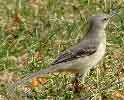 Northern Mockingbird