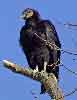 American Black Vulture