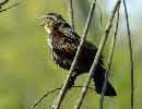 Red-winged Blackbird (female)