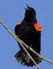 Red-winged Blackbird (male)