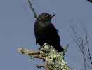 Rusty Blackbird