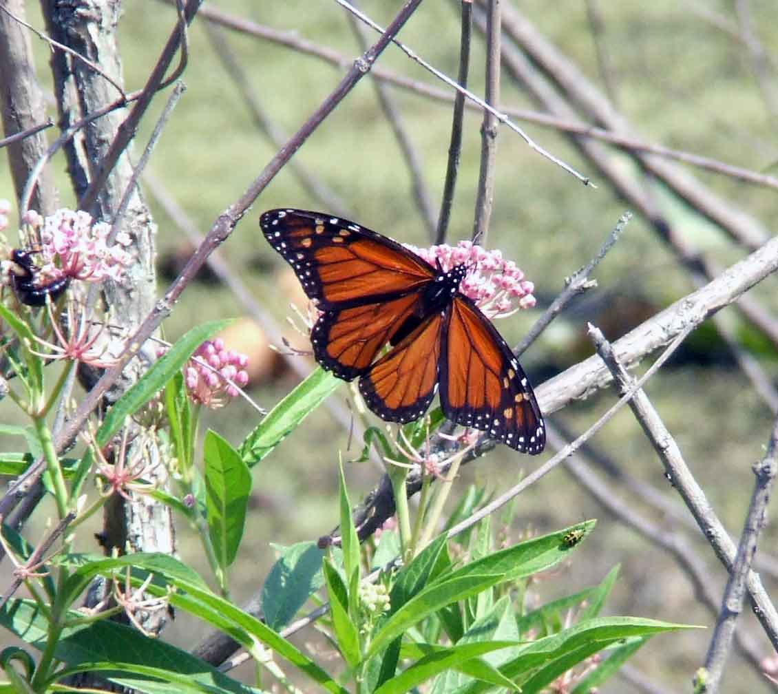 bird watching, Butterflies, C&O Canal, camera, DC, Dick Maley, display, Fuji Digital Camera S9600, Google Images, Hughes Hollow, Hunting Quarter Road, Marsh, Maryland, mating, MD, Montgomery County, North America, photography, Poolesville, Potomac, Richard Maley, river, USA, Washington, Wetlands