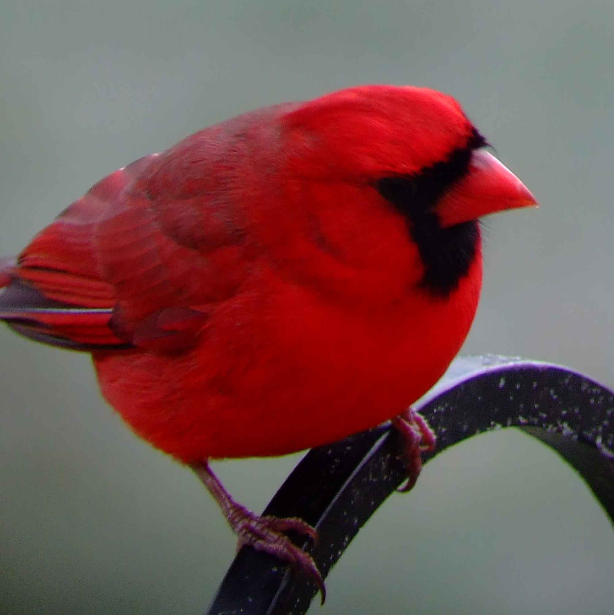 bird watching, black mask, C&O Canal, Cardinalis cardinalis, Class: Aves, crest, DC, Dick Maley, display, Family: Cardinalidae, Fuji Digital Camera S9600, Genus: Cardinalis, Google Images, Hughes Hollow, Hunting Quarter Road, Kingdom: Animalia, Marsh, Maryland, MD, Montgomery County, North America, Northern Cardinal, Order: Passeriformes, photography, Phylum: Chordata, Poolesville, Potomac, Redbird, Richard Maley, river, Species: C cardinalis, USA, Virginia nightingale, Washington, Wetlands