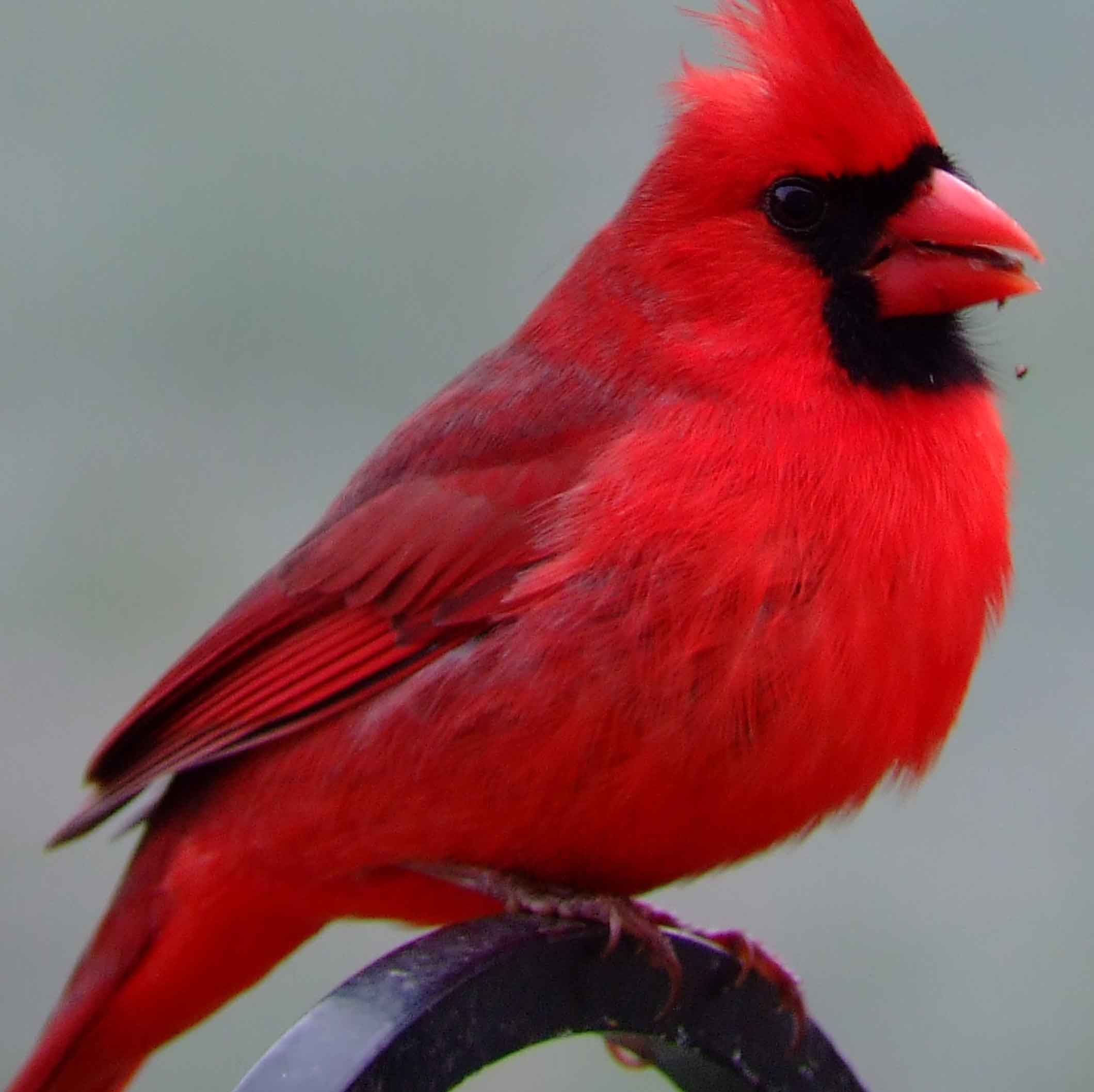 Northern Cardinal male Northern Cardinal male