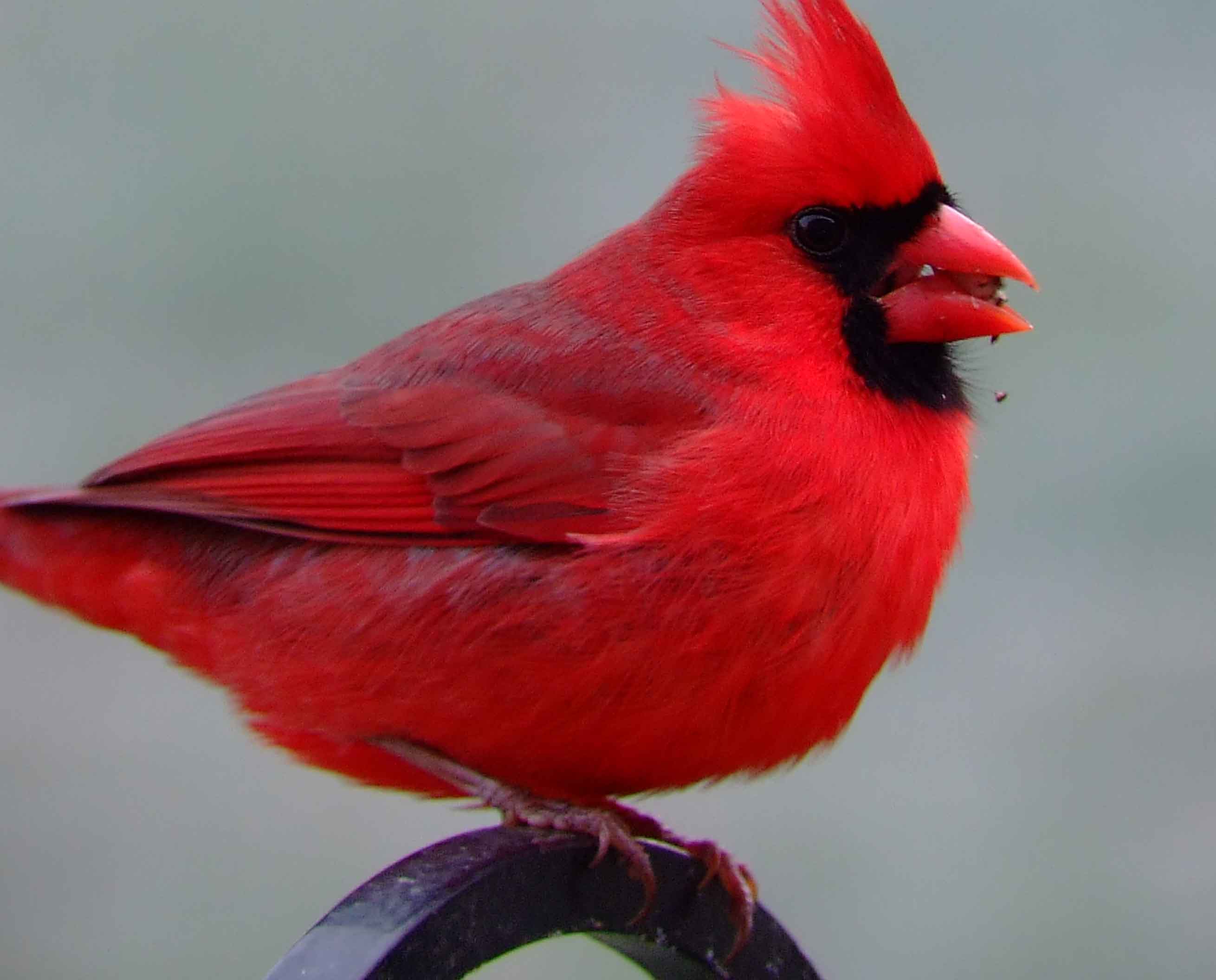 bird watching, black mask, C&O Canal, Cardinalis cardinalis, Class: Aves, crest, DC, Dick Maley, display, Family: Cardinalidae, Fuji Digital Camera S9600, Genus: Cardinalis, Google Images, Hughes Hollow, Hunting Quarter Road, Kingdom: Animalia, Marsh, Maryland, MD, Montgomery County, North America, Northern Cardinal, Order: Passeriformes, photography, Phylum: Chordata, Poolesville, Potomac, Redbird, Richard Maley, river, Species: C cardinalis, USA, Virginia nightingale, Washington, Wetlands