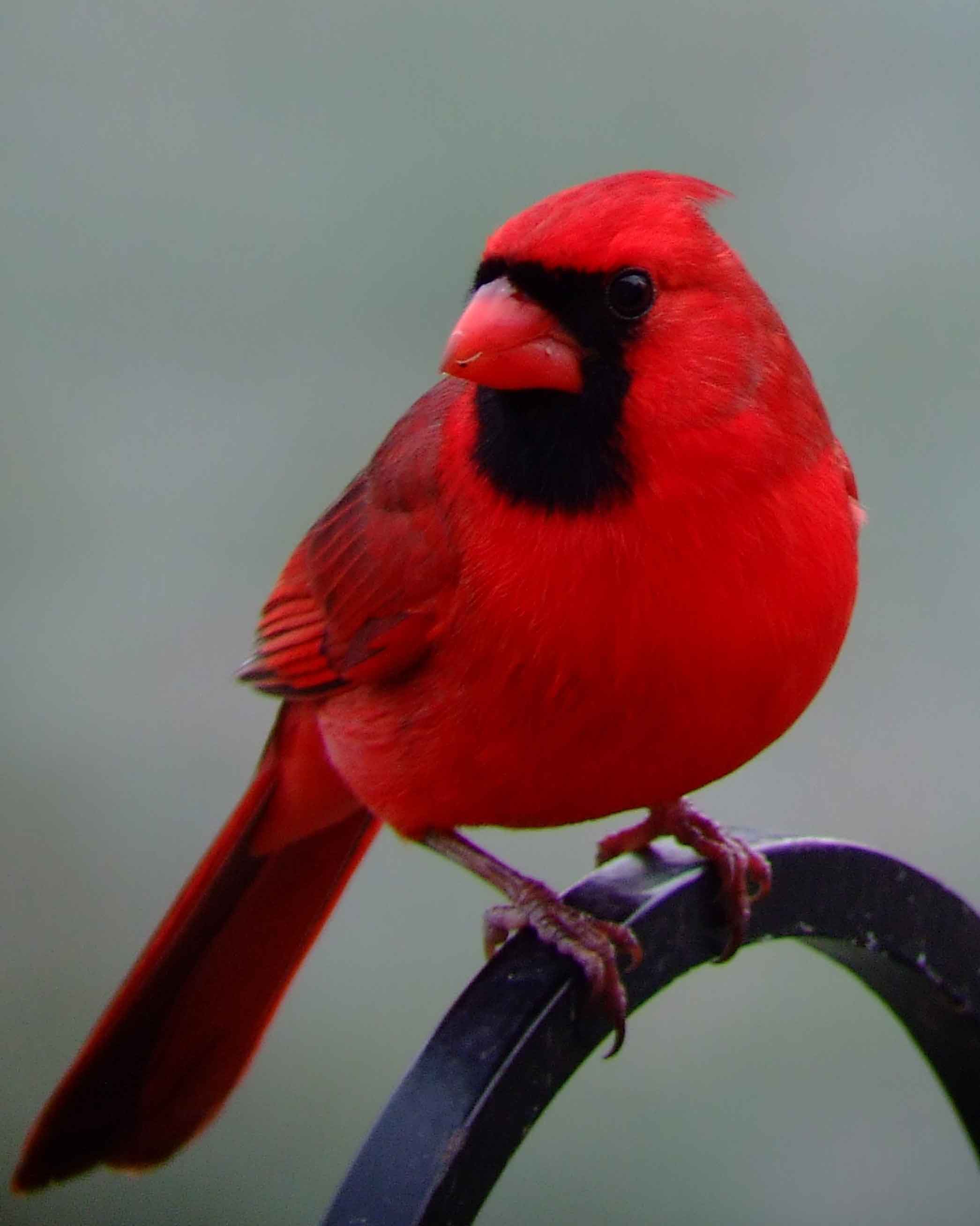 bird watching, black mask, C&O Canal, Cardinalis cardinalis, Class: Aves, crest, DC, Dick Maley, display, Family: Cardinalidae, Fuji Digital Camera S9600, Genus: Cardinalis, Google Images, Hughes Hollow, Hunting Quarter Road, Kingdom: Animalia, Marsh, Maryland, MD, Montgomery County, North America, Northern Cardinal, Order: Passeriformes, photography, Phylum: Chordata, Poolesville, Potomac, Redbird, Richard Maley, river, Species: C cardinalis, USA, Virginia nightingale, Washington, Wetlands