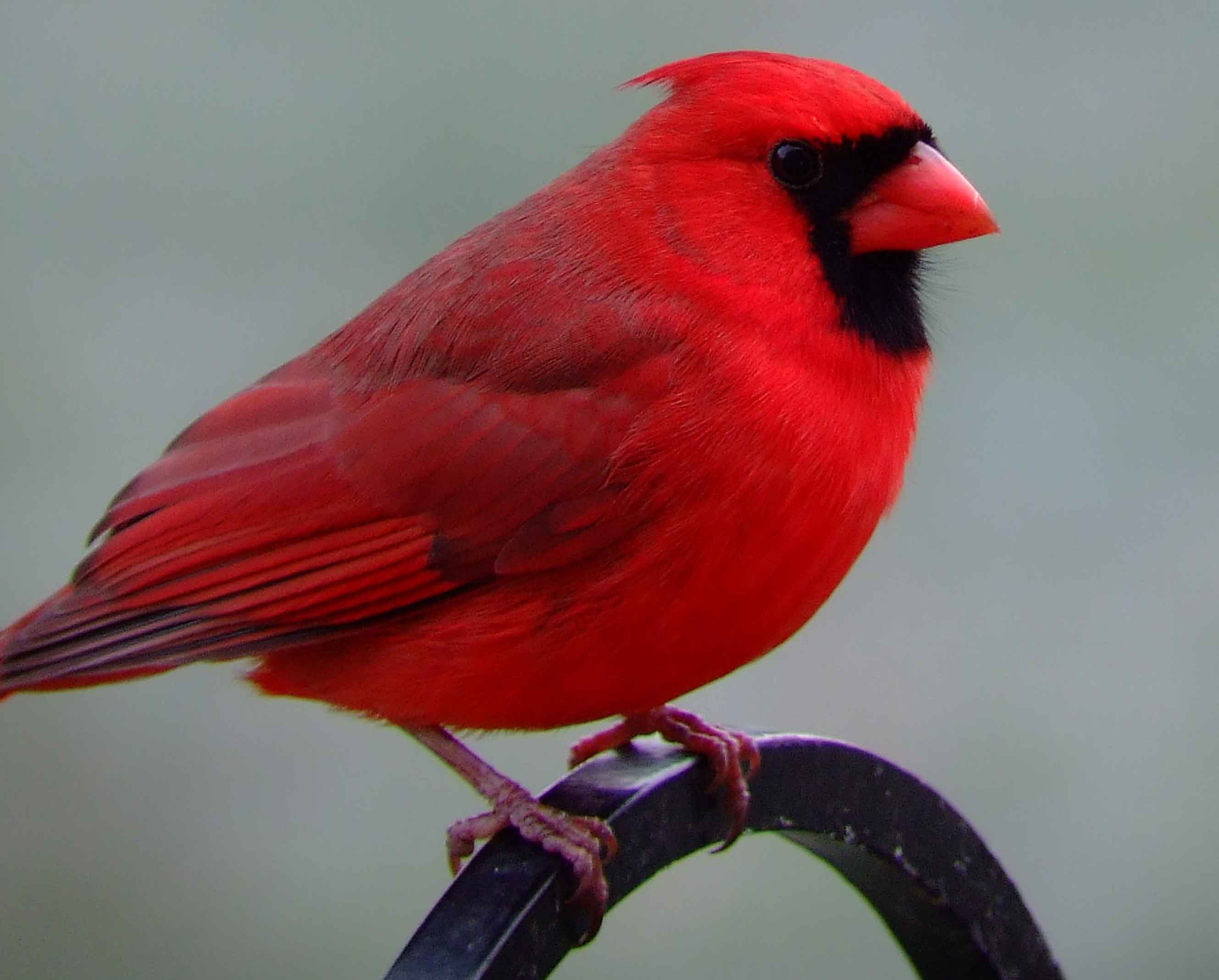 bird watching, black mask, C&O Canal, Cardinalis cardinalis, Class: Aves, crest, DC, Dick Maley, display, Family: Cardinalidae, Fuji Digital Camera S9600, Genus: Cardinalis, Google Images, Hughes Hollow, Hunting Quarter Road, Kingdom: Animalia, Marsh, Maryland, MD, Montgomery County, North America, Northern Cardinal, Order: Passeriformes, photography, Phylum: Chordata, Poolesville, Potomac, Redbird, Richard Maley, river, Species: C cardinalis, USA, Virginia nightingale, Washington, Wetlands