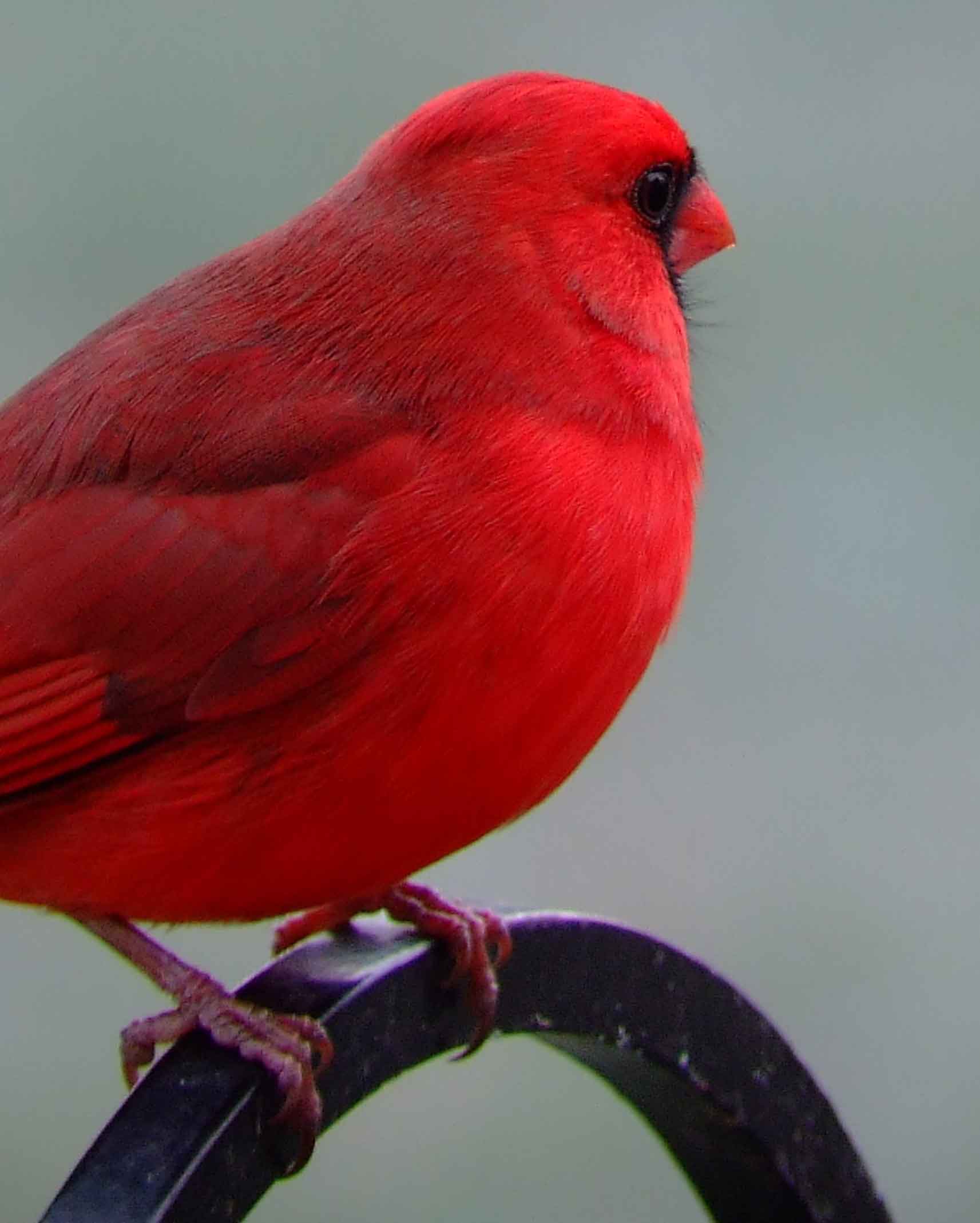 bird watching, black mask, C&O Canal, Cardinalis cardinalis, Class: Aves, crest, DC, Dick Maley, display, Family: Cardinalidae, Fuji Digital Camera S9600, Genus: Cardinalis, Google Images, Hughes Hollow, Hunting Quarter Road, Kingdom: Animalia, Marsh, Maryland, MD, Montgomery County, North America, Northern Cardinal, Order: Passeriformes, photography, Phylum: Chordata, Poolesville, Potomac, Redbird, Richard Maley, river, Species: C cardinalis, USA, Virginia nightingale, Washington, Wetlands