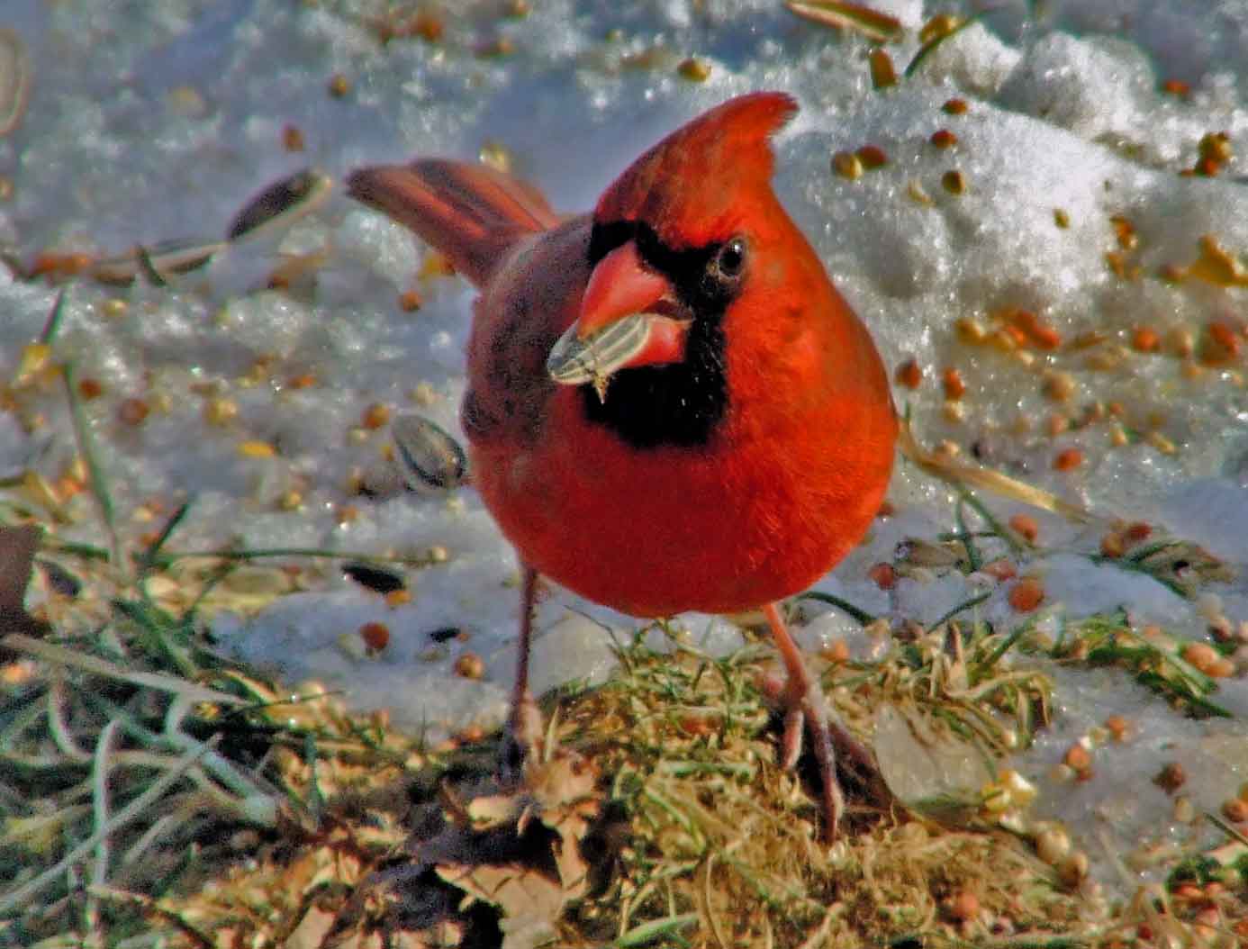 bird watching, black mask, C&O Canal, Cardinalis cardinalis, Class: Aves, crest, DC, Dick Maley, display, Family: Cardinalidae, Fuji Digital Camera S9600, Genus: Cardinalis, Google Images, Hughes Hollow, Hunting Quarter Road, Kingdom: Animalia, Marsh, Maryland, MD, Montgomery County, North America, Northern Cardinal, Order: Passeriformes, photography, Phylum: Chordata, Poolesville, Potomac, Redbird, Richard Maley, river, Species: C cardinalis, USA, Virginia nightingale, Washington, Wetlands