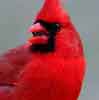 Northern Cardinal (male)