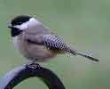 Carolina Chickadee