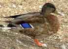 Mallard Duck