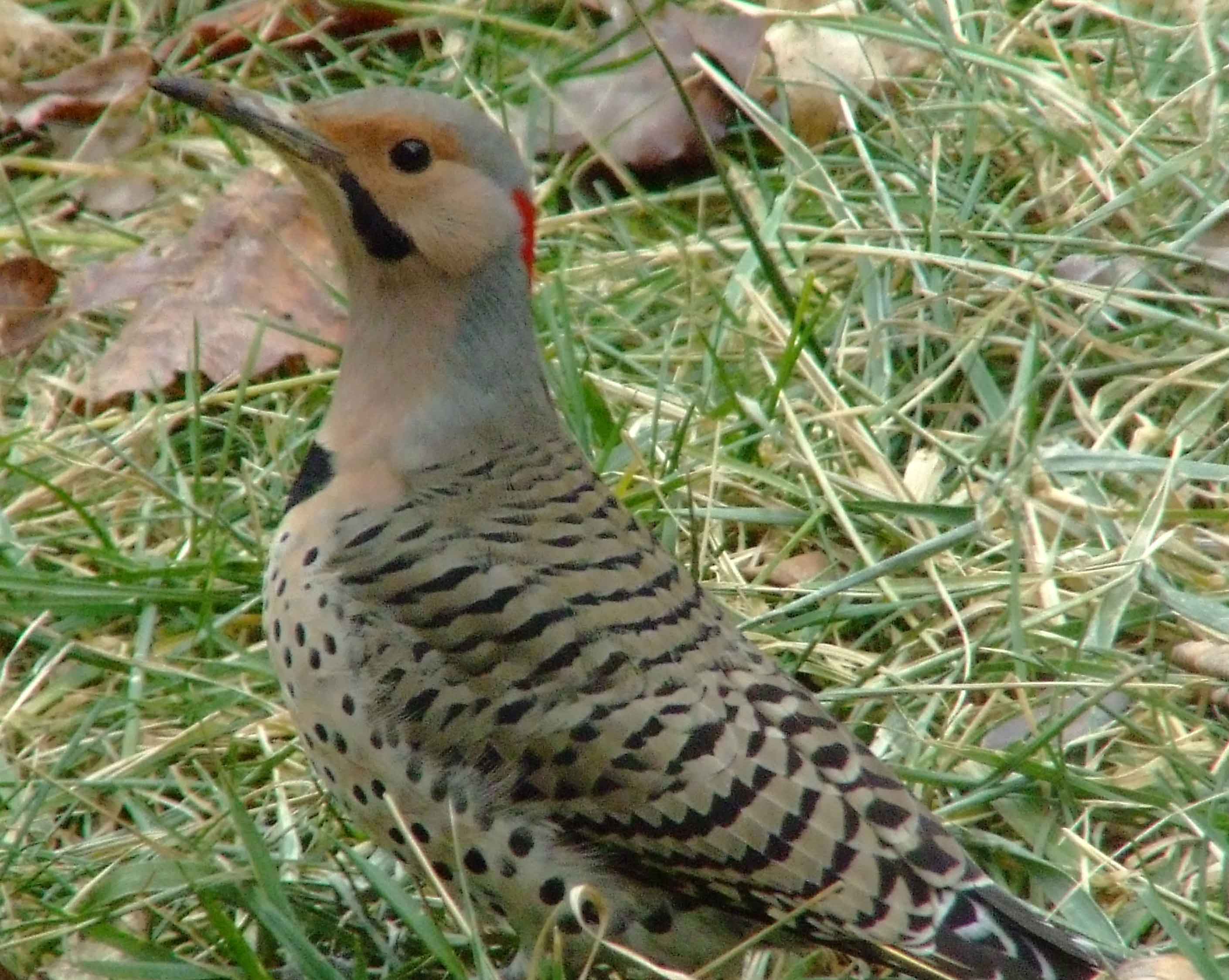 bird watching, C and O Canal, Class: Aves, Colaptes auratus, DC, Dick Maley, display, Family: Picidae, Fuji Digital Camera S9600, Genus: Colaptes, Google Images, Hughes Hollow, Hunting Quarter Road, Kingdom: Animalia, Marsh, Maryland, MD, Montgomery County, North America, Northern Flicker, Order: Piciformes, photography, Phylum: Chordata, Poolesville, Potomac, Richard Maley, river, Species: C auratus, USA, Washington, Wetlands, woodpecker