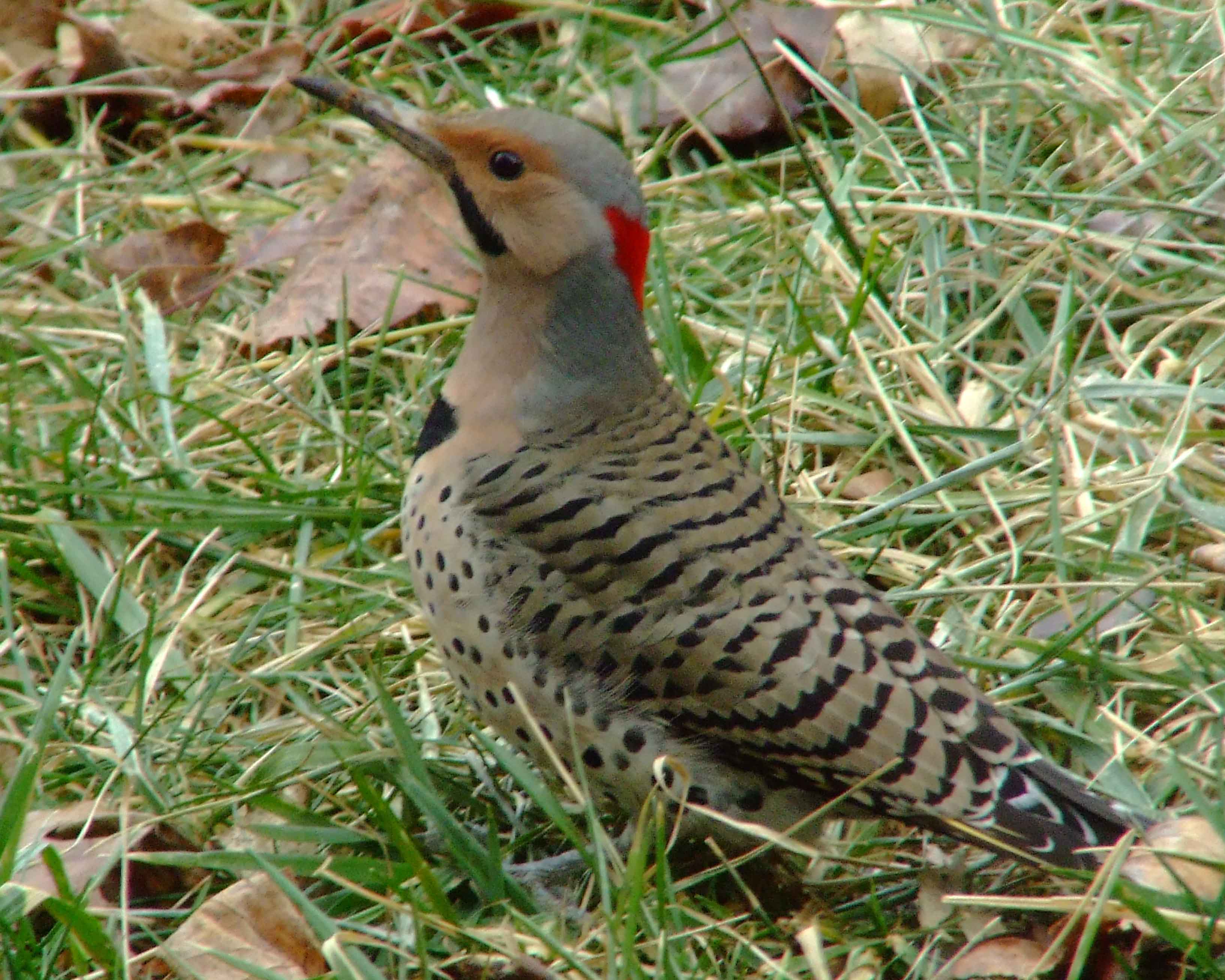 bird watching, C and O Canal, Class: Aves, Colaptes auratus, DC, Dick Maley, display, Family: Picidae, Fuji Digital Camera S9600, Genus: Colaptes, Google Images, Hughes Hollow, Hunting Quarter Road, Kingdom: Animalia, Marsh, Maryland, MD, Montgomery County, North America, Northern Flicker, Order: Piciformes, photography, Phylum: Chordata, Poolesville, Potomac, Richard Maley, river, Species: C auratus, USA, Washington, Wetlands, woodpecker