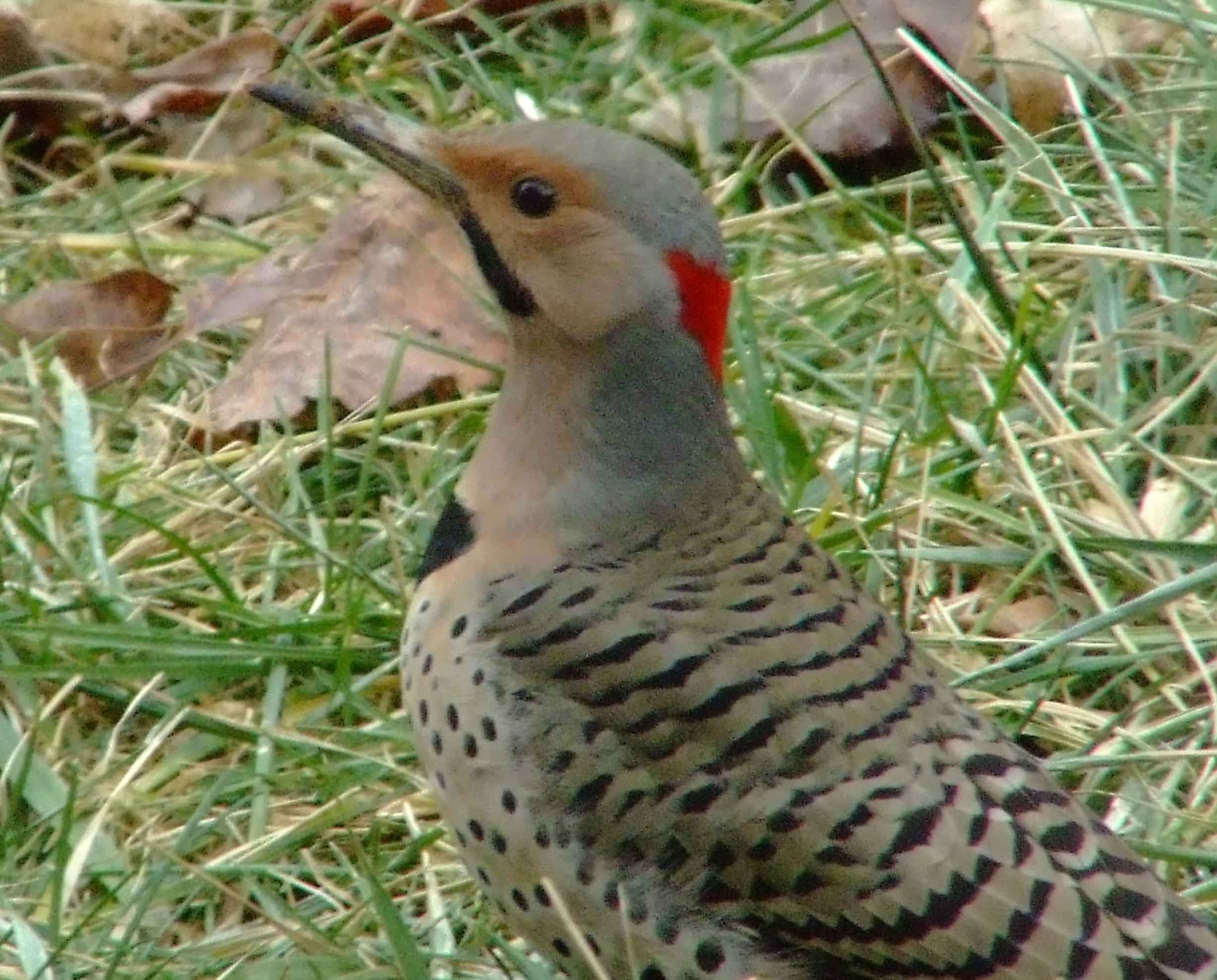 bird watching, C and O Canal, Class: Aves, Colaptes auratus, DC, Dick Maley, display, Family: Picidae, Fuji Digital Camera S9600, Genus: Colaptes, Google Images, Hughes Hollow, Hunting Quarter Road, Kingdom: Animalia, Marsh, Maryland, MD, Montgomery County, North America, Northern Flicker, Order: Piciformes, photography, Phylum: Chordata, Poolesville, Potomac, Richard Maley, river, Species: C auratus, USA, Washington, Wetlands, woodpecker