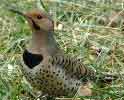 Northern Flicker