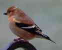 Goldfinch