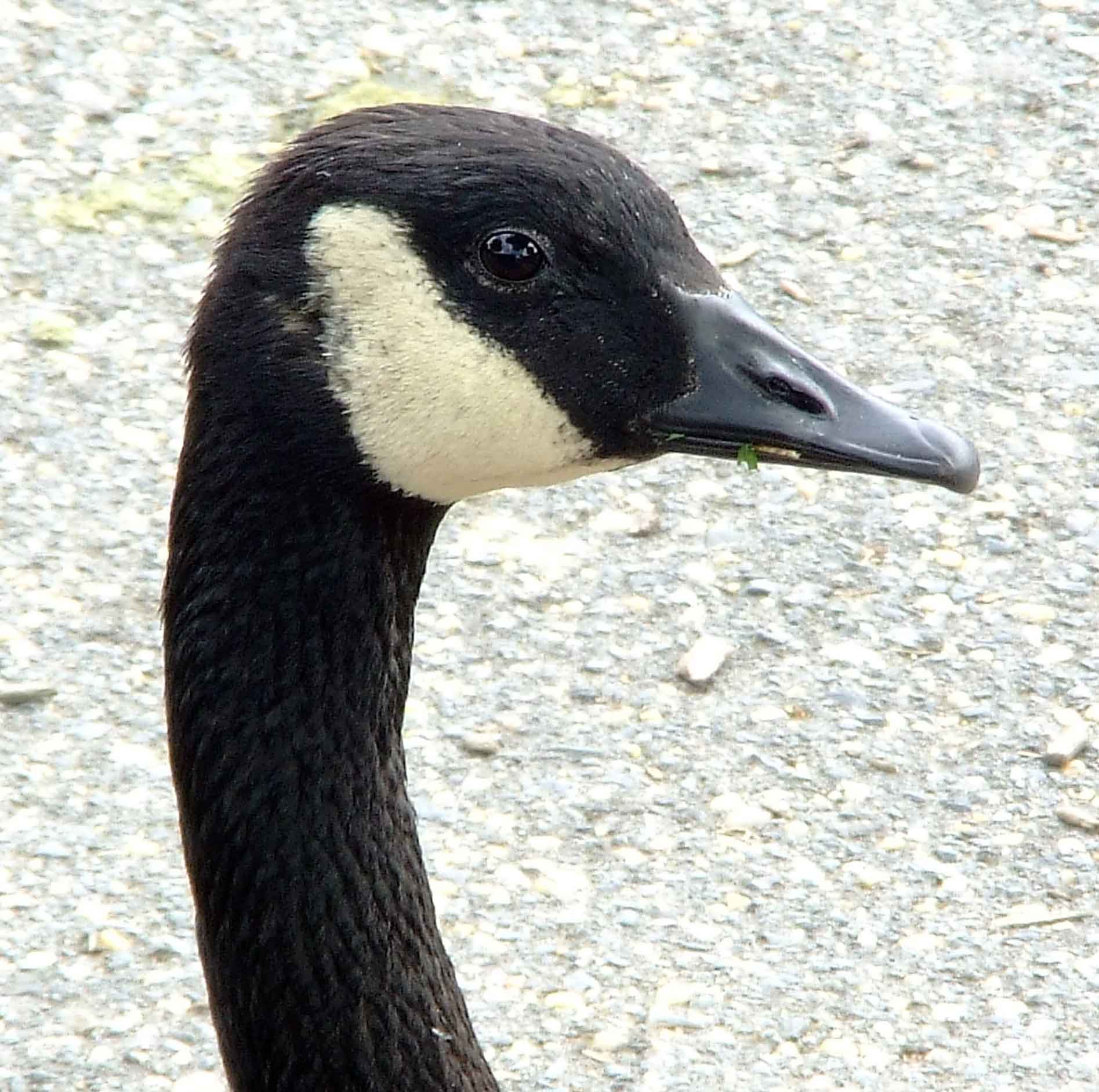 bird watching, C and O Canal, DC, Dick Maley, display, Fuji Digital Camera S9600, Hughes Hollow, Hunting Quarter Road, Marsh, Maryland, MD, Montgomery County, North America, photography, Poolesville, Potomac, Richard Maley, river, USA, Washington, Wetlands, Google Images, Canada Goose