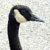 Canada Goose