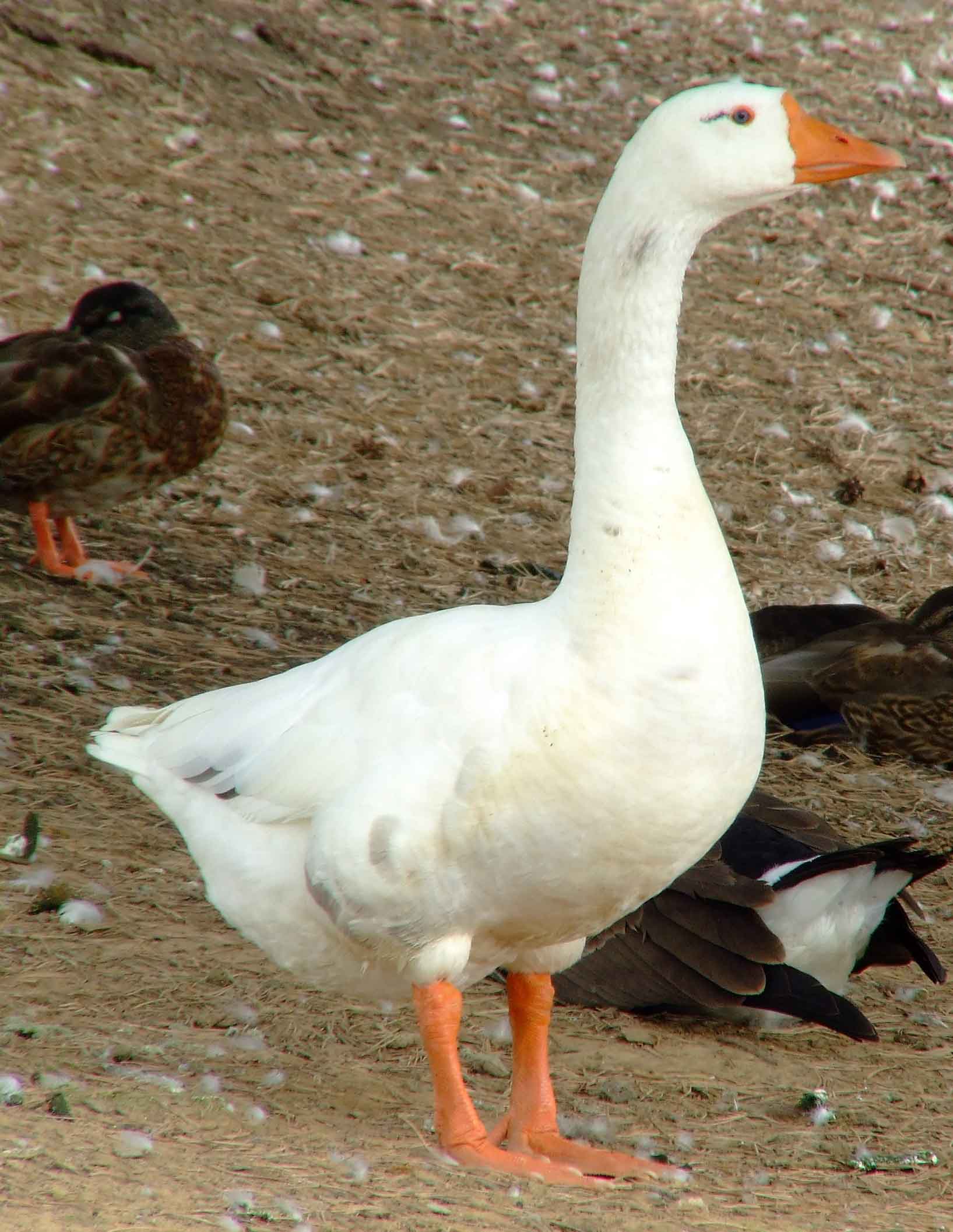 bird watching, C and O Canal, DC, Dick Maley, display, Fuji Digital Camera S9600, Hughes Hollow, Hunting Quarter Road, Marsh, Maryland, MD, Montgomery County, North America, photography, Poolesville, Potomac, Richard Maley, river, USA, Washington, Wetlands, Google Images, Canada Goose