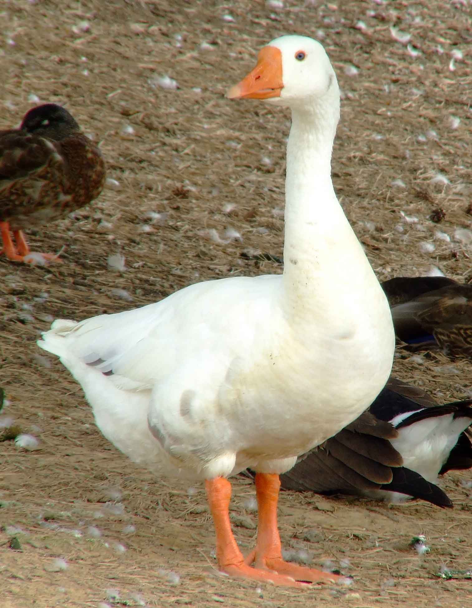 canada goose facts wikipedia, Canada Goose kensington parka sale authentic
