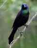 Common Grackle