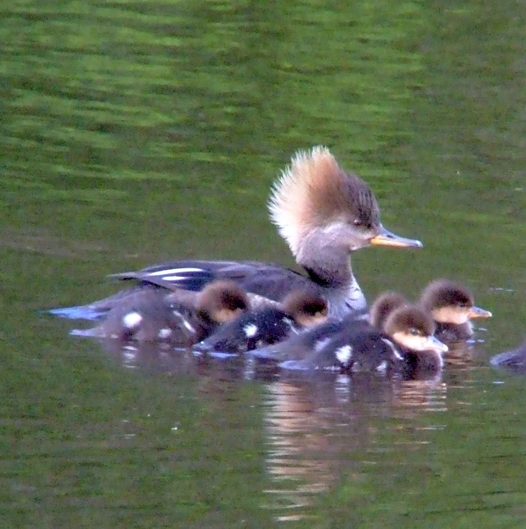 bird watching, C and O Canal, DC, Dick Maley, display, Fuji Digital Camera S9600, Hughes Hollow, Hunting Quarter Road, Marsh, Maryland, MD, Montgomery County, North America, photography, Poolesville, Potomac, Richard Maley, river, USA, Washington, Wetlands, Google Images, Hooded Merganser (female), Kingdom: Animalia, Phylum: Chordata, Class: Aves, Order: Anseriformes, Family: Anatidae, Genus: Lophodytes, Species: L cucullatus, Lophodytes cucullatus