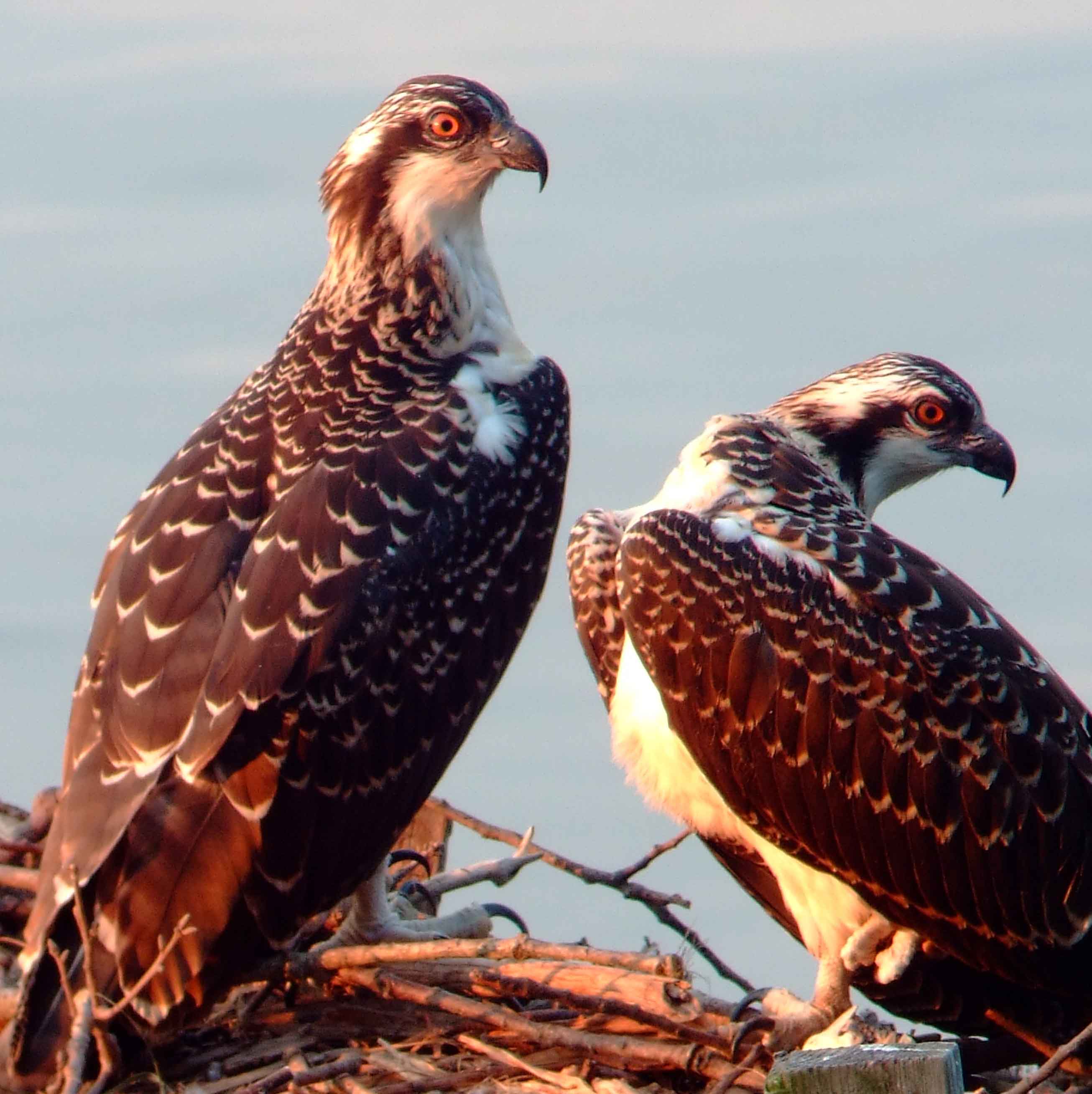 Osprey bird watching, C and O Canal, DC, Dick Maley, display, Fuji Digital Camera S9600, Hughes Hollow, Hunting Quarter Road, Marsh, Maryland, MD, Montgomery County, North America, photography, Poolesville, Potomac, Richard Maley, river, USA, Washington, Wetlands, Google Images, White-Marked Tussock Moth, insects