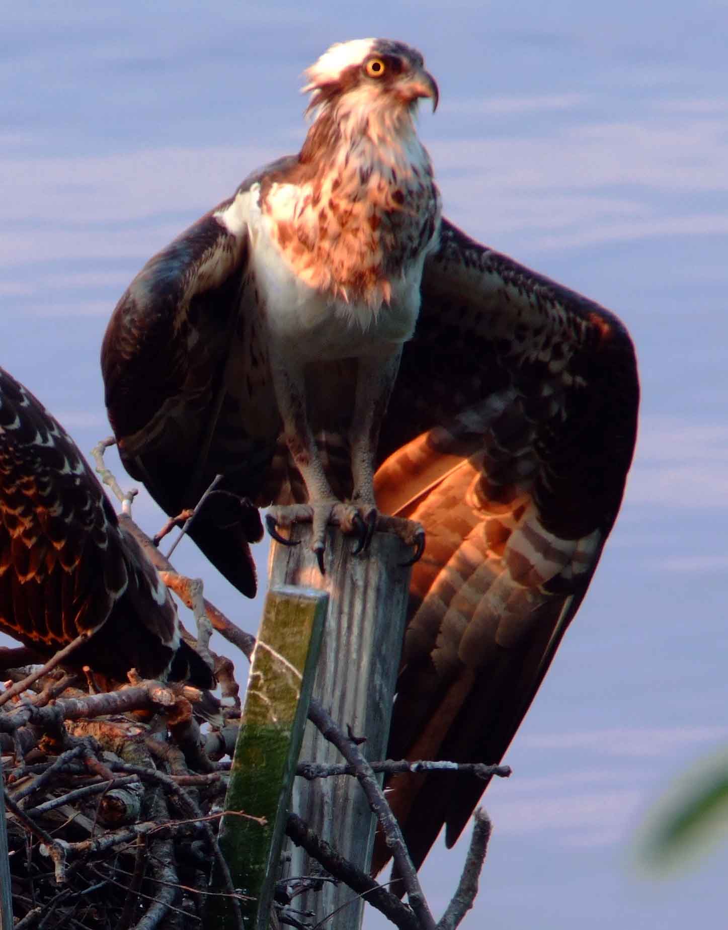 Osprey bird watching, C and O Canal, DC, Dick Maley, display, Fuji Digital Camera S9600, Hughes Hollow, Hunting Quarter Road, Marsh, Maryland, MD, Montgomery County, North America, photography, Poolesville, Potomac, Richard Maley, river, USA, Washington, Wetlands, Google Images, White-Marked Tussock Moth, insects