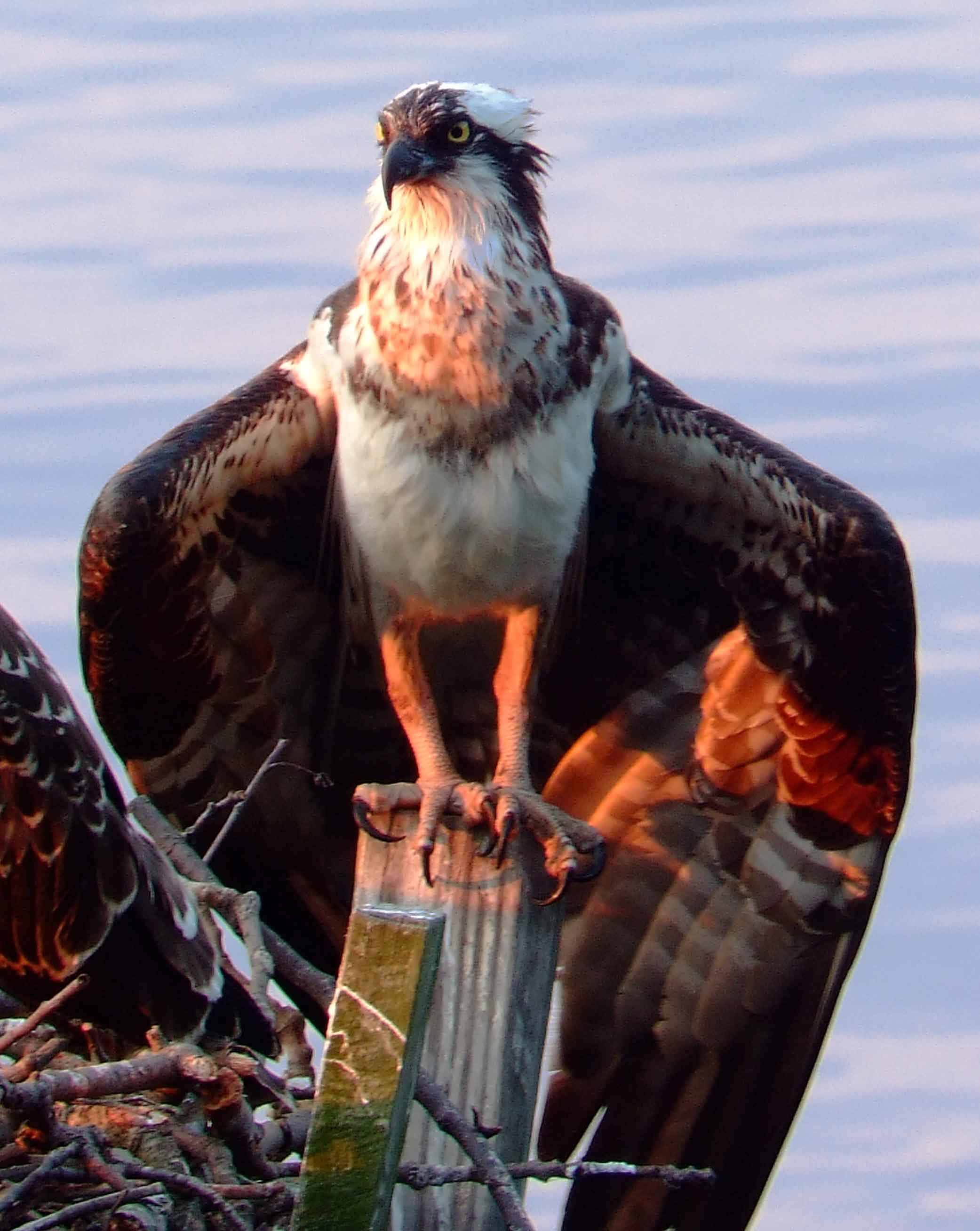 Osprey bird watching, C and O Canal, DC, Dick Maley, display, Fuji Digital Camera S9600, Hughes Hollow, Hunting Quarter Road, Marsh, Maryland, MD, Montgomery County, North America, photography, Poolesville, Potomac, Richard Maley, river, USA, Washington, Wetlands, Google Images, White-Marked Tussock Moth, insects
