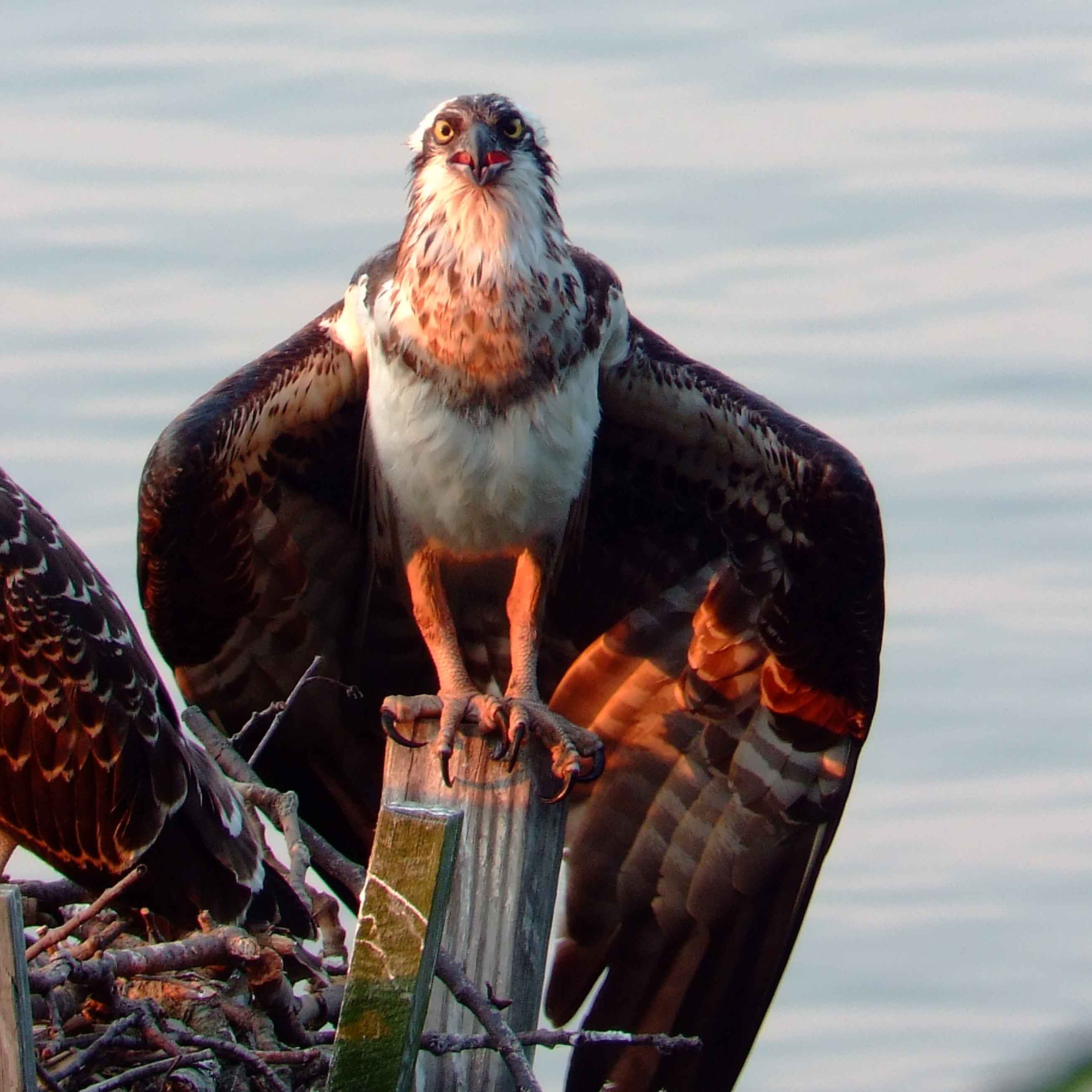 Osprey bird watching, C and O Canal, DC, Dick Maley, display, Fuji Digital Camera S9600, Hughes Hollow, Hunting Quarter Road, Marsh, Maryland, MD, Montgomery County, North America, photography, Poolesville, Potomac, Richard Maley, river, USA, Washington, Wetlands, Google Images, White-Marked Tussock Moth, insects