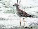 Lesser-Yellowlegs Sandpiper