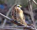 White-throated Sparrow