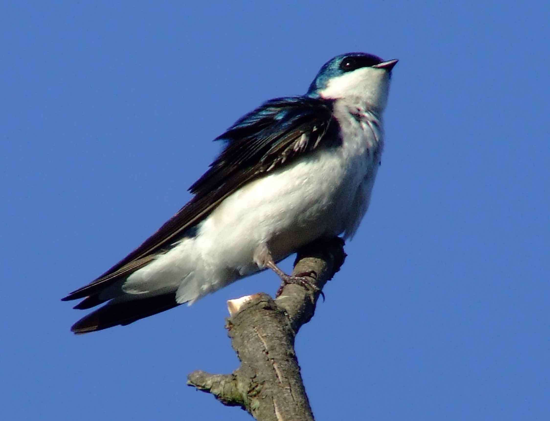 bird watching, C and O Canal, DC, Dick Maley, display, Fuji Digital Camera S9600, Hughes Hollow, Hunting Quarter Road, Marsh, Maryland, MD, Montgomery County, North America, photography, Poolesville, Potomac, Richard Maley, river, USA, Washington, Wetlands, Google Images, Tree Swallow