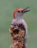 Red-bellied Woodpecker