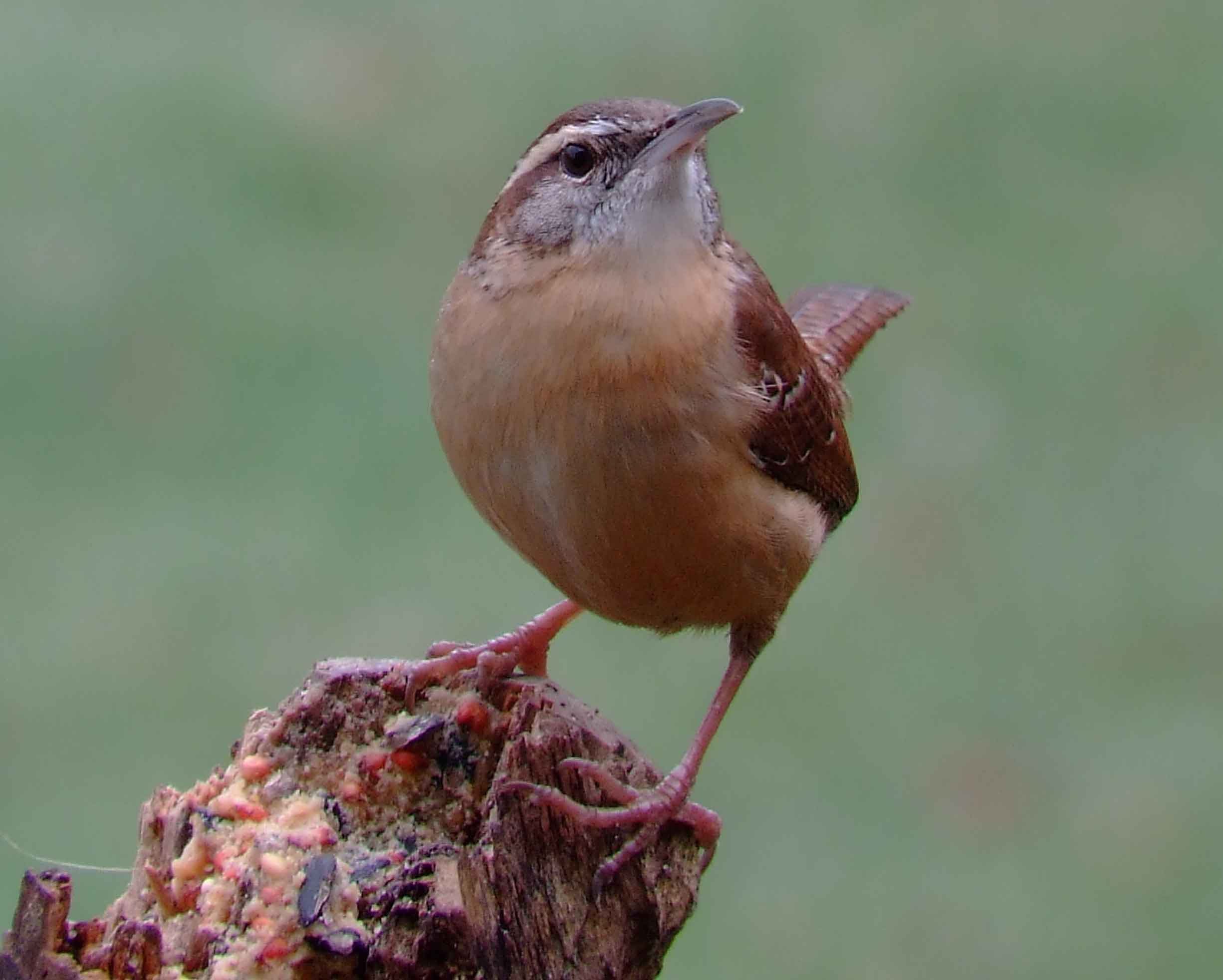 binoculars, bird watching, C&O Canal, camera, carolina wren, Class:Aves, DC, Dick Maley, digiscoping, display, Family:Troglodytidae, focus, Fuji Digital Camera S9600, Hughes Hollow, Hunting Quarter Road, in focus, Marsh, Maryland, mating, MD, Montgomery County, North America, Order:Passeriformes, photography, photoshop, Poolesville, Potomac, Potomac Maryland, refractor, resolution, Richard Maley, ritual, river, sharp, state bird of South Carolina, telephoto, telescope, Thryothorus ludovicianus, USA, Washington, Wetlands