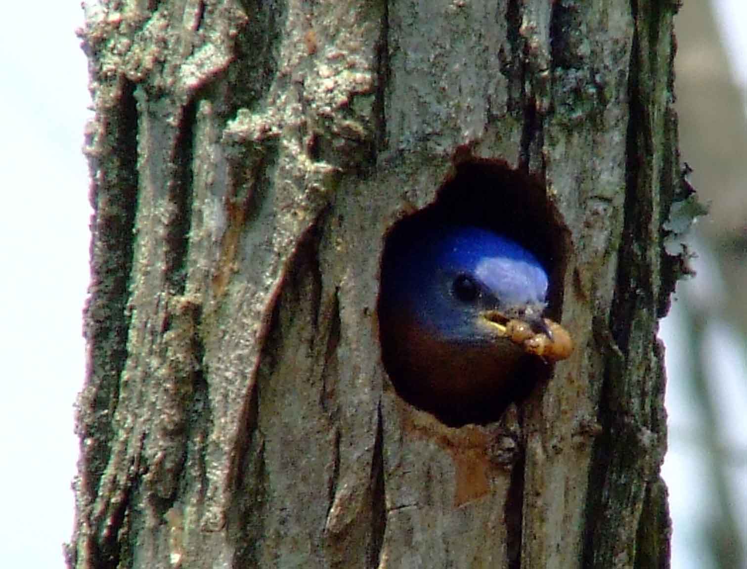 binoculars, bird watching, C&O Canal, camera, Class: Aves, DC, Dick Maley, digiscoping, display, eastern bluebird, Family: Turdidae, focus, Fuji Digital Camera S9600, Genus: Sialia, Google Images, Hughes Hollow, Hunting Quarter Road, in focus, Kingdom: Animalia, Marsh, Maryland, MD, Montgomery County, North America, Order: Passeriformes, photography, photoshop, Phylum: Chordata, Poolesville, Potomac, Potomac Maryland, refractor, resolution, Richard Maley, ritual, river, sharp, Species: S sialis, telephoto, telescope, USA, Washington, Wetlands