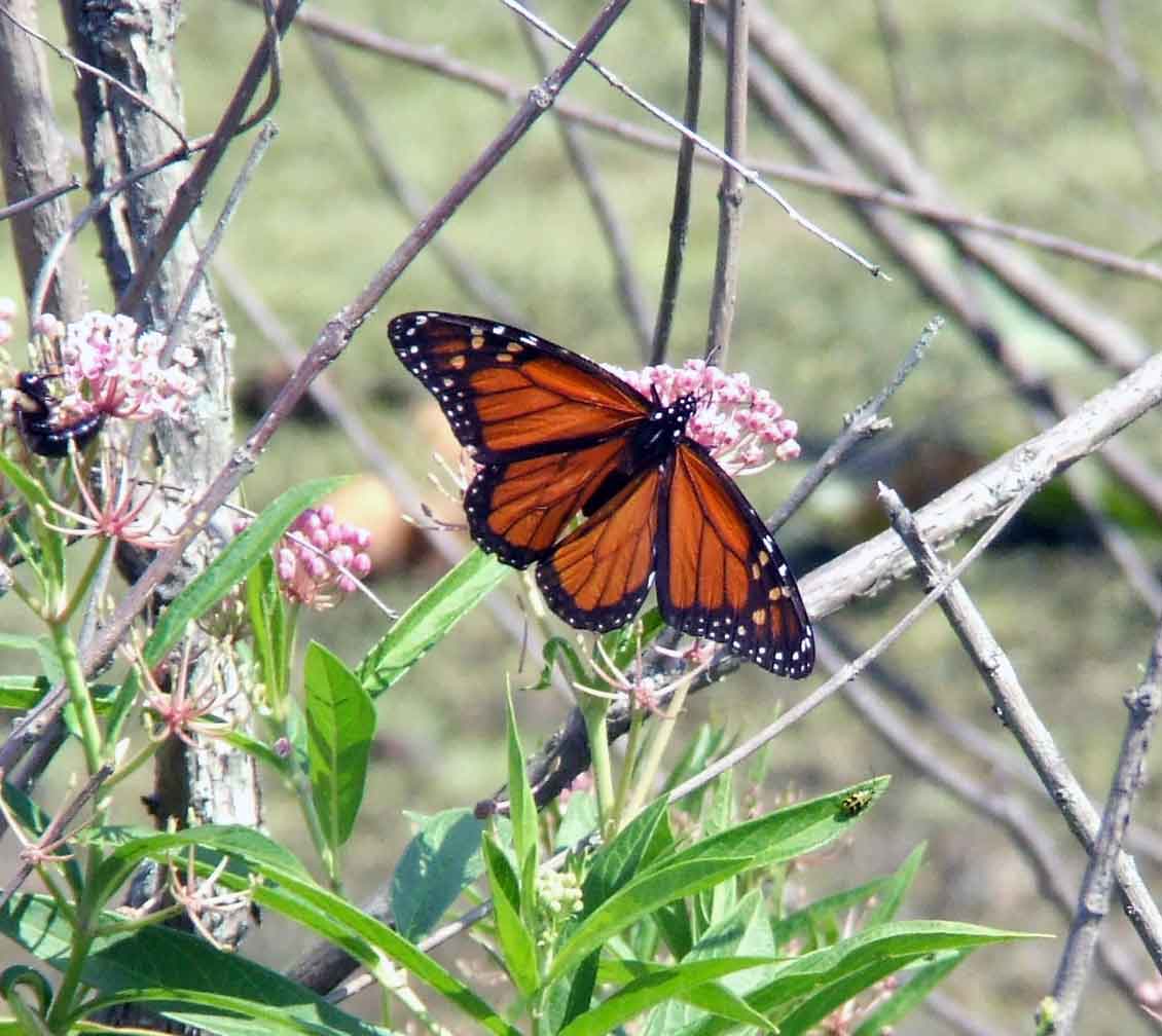 bird watching, Butterflies, C&O Canal, camera, DC, Dick Maley, display, Fuji Digital Camera S9600, Google Images, Hughes Hollow, Hunting Quarter Road, Marsh, Maryland, mating, MD, Montgomery County, North America, photography, Poolesville, Potomac, Richard Maley, river, USA, Washington, Wetlands