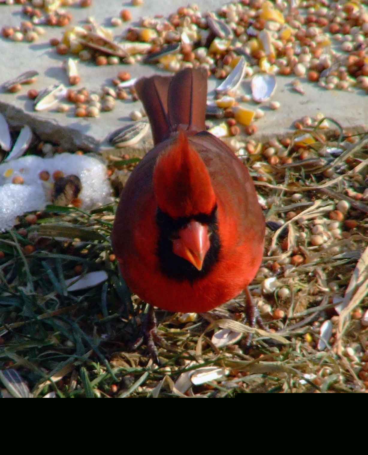 bird watching, black mask, C&O Canal, Cardinalis cardinalis, Class: Aves, crest, DC, Dick Maley, display, Family: Cardinalidae, Fuji Digital Camera S9600, Genus: Cardinalis, Google Images, Hughes Hollow, Hunting Quarter Road, Kingdom: Animalia, Marsh, Maryland, MD, Montgomery County, North America, Northern Cardinal, Order: Passeriformes, photography, Phylum: Chordata, Poolesville, Potomac, Redbird, Richard Maley, river, Species: C cardinalis, USA, Virginia nightingale, Washington, Wetlands
