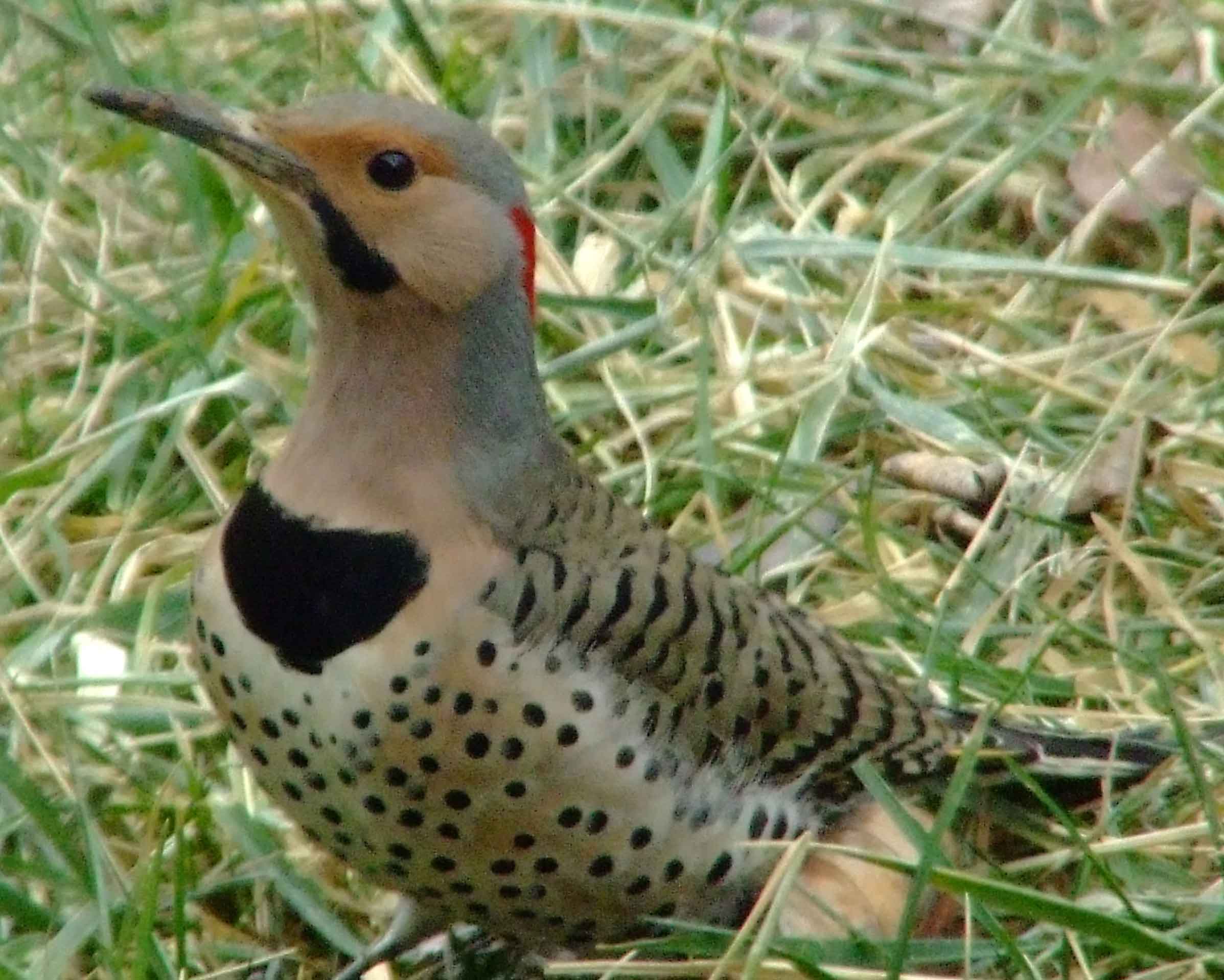 bird watching, C and O Canal, Class: Aves, Colaptes auratus, DC, Dick Maley, display, Family: Picidae, Fuji Digital Camera S9600, Genus: Colaptes, Google Images, Hughes Hollow, Hunting Quarter Road, Kingdom: Animalia, Marsh, Maryland, MD, Montgomery County, North America, Northern Flicker, Order: Piciformes, photography, Phylum: Chordata, Poolesville, Potomac, Richard Maley, river, Species: C auratus, USA, Washington, Wetlands, woodpecker