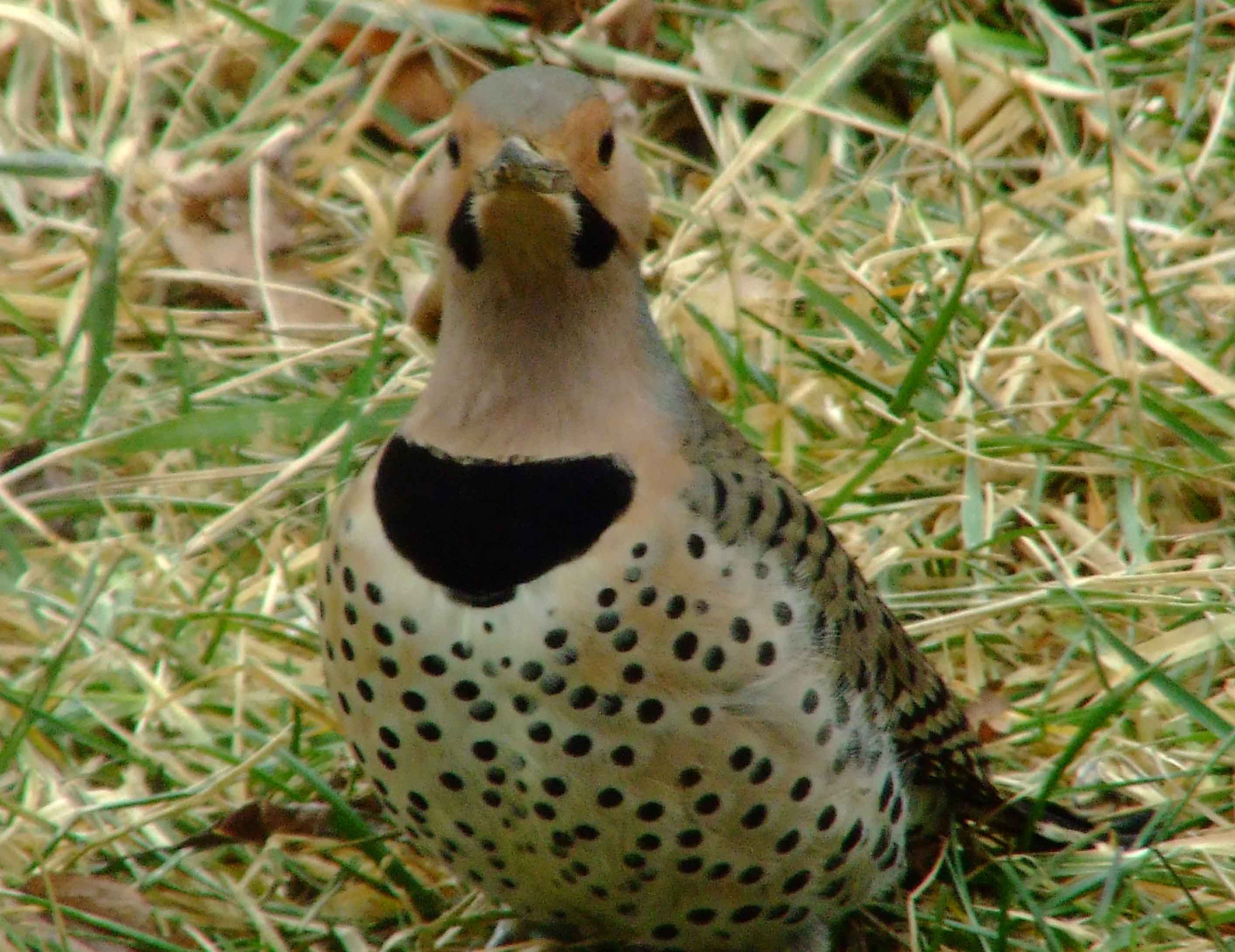 bird watching, C and O Canal, Class: Aves, Colaptes auratus, DC, Dick Maley, display, Family: Picidae, Fuji Digital Camera S9600, Genus: Colaptes, Google Images, Hughes Hollow, Hunting Quarter Road, Kingdom: Animalia, Marsh, Maryland, MD, Montgomery County, North America, Northern Flicker, Order: Piciformes, photography, Phylum: Chordata, Poolesville, Potomac, Richard Maley, river, Species: C auratus, USA, Washington, Wetlands, woodpecker