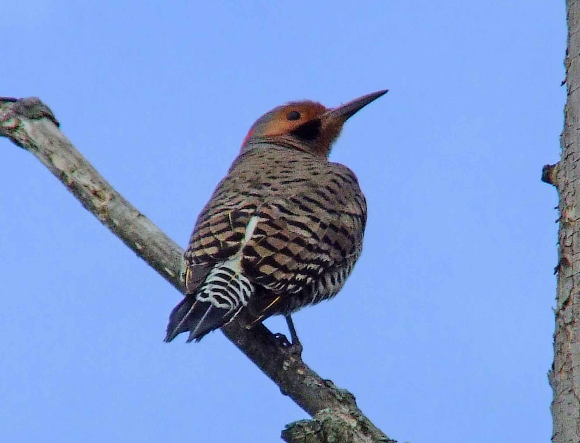 bird watching, C and O Canal, Class: Aves, Colaptes auratus, DC, Dick Maley, display, Family: Picidae, Fuji Digital Camera S9600, Genus: Colaptes, Google Images, Hughes Hollow, Hunting Quarter Road, Kingdom: Animalia, Marsh, Maryland, MD, Montgomery County, North America, Northern Flicker, Order: Piciformes, photography, Phylum: Chordata, Poolesville, Potomac, Richard Maley, river, Species: C auratus, USA, Washington, Wetlands, woodpecker