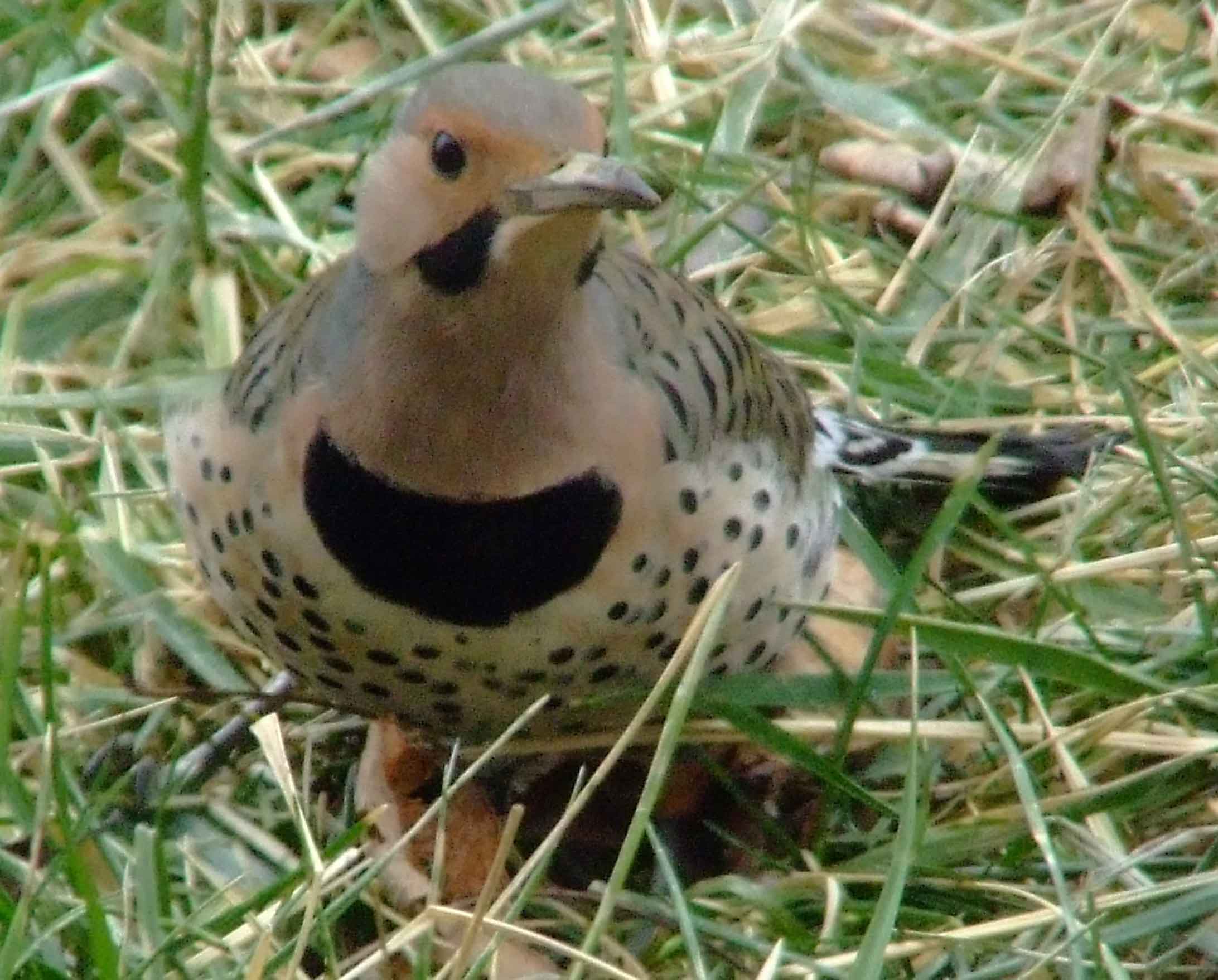 bird watching, C and O Canal, Class: Aves, Colaptes auratus, DC, Dick Maley, display, Family: Picidae, Fuji Digital Camera S9600, Genus: Colaptes, Google Images, Hughes Hollow, Hunting Quarter Road, Kingdom: Animalia, Marsh, Maryland, MD, Montgomery County, North America, Northern Flicker, Order: Piciformes, photography, Phylum: Chordata, Poolesville, Potomac, Richard Maley, river, Species: C auratus, USA, Washington, Wetlands, woodpecker