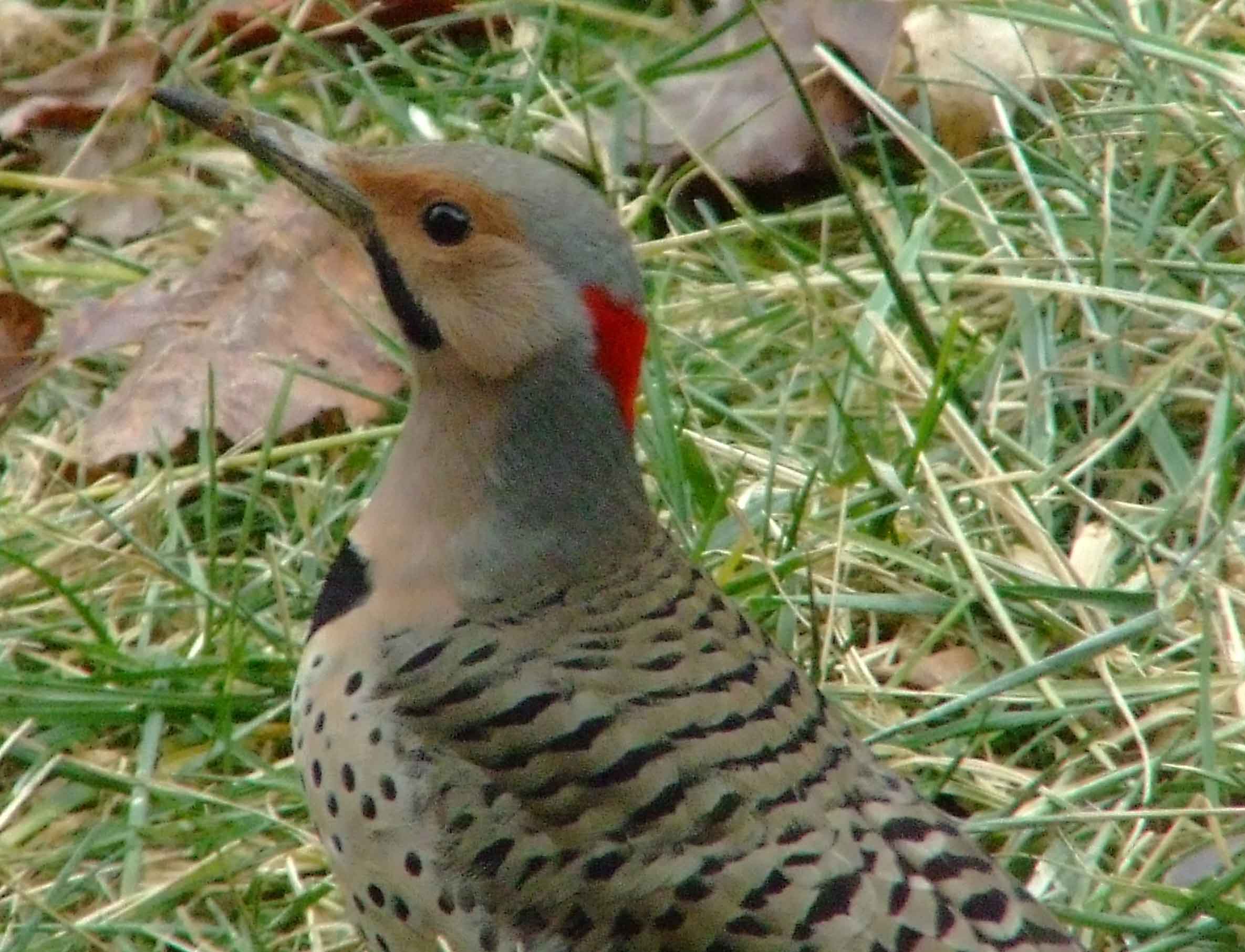 bird watching, C and O Canal, Class: Aves, Colaptes auratus, DC, Dick Maley, display, Family: Picidae, Fuji Digital Camera S9600, Genus: Colaptes, Google Images, Hughes Hollow, Hunting Quarter Road, Kingdom: Animalia, Marsh, Maryland, MD, Montgomery County, North America, Northern Flicker, Order: Piciformes, photography, Phylum: Chordata, Poolesville, Potomac, Richard Maley, river, Species: C auratus, USA, Washington, Wetlands, woodpecker