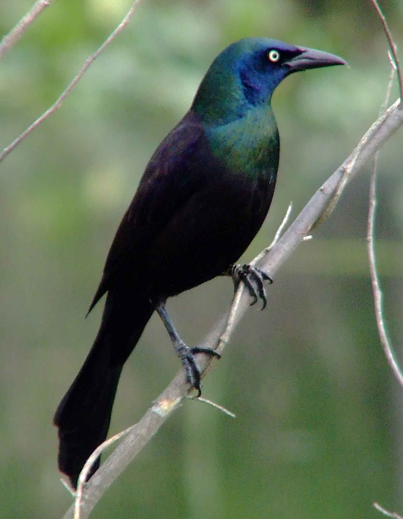 Baby Grackle